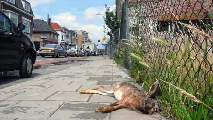 Klik op de foto om originele grootte te bekijken