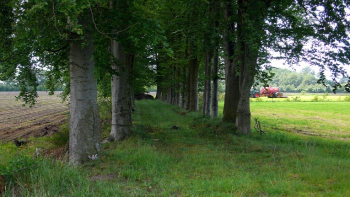 Klik op de foto om originele grootte te bekijken